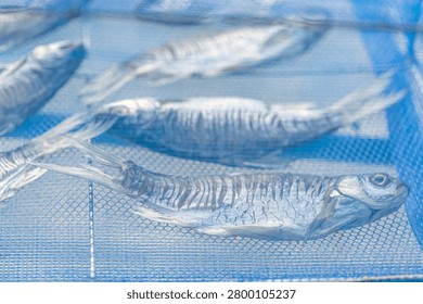 Close up of silver salted fish drying in sunlight under a protective blue plastic mesh net designed to prevent flies and ensure cleanliness, illustrating the traditional Thai food preservation technique practiced widely in coastal village communities