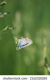 Close Up Of A Silver Studded Blue Butterfly On A Plant In Nature, Sparkly Wings