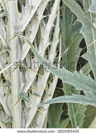 Close Up of Silvery Thistle Stem Texture