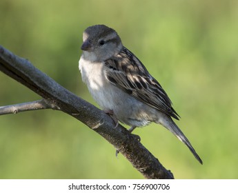 Close Up Of Sind Sparrow