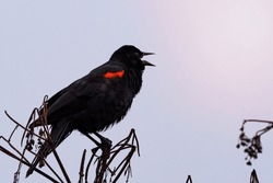 Close Up Of Singing Red-winged Black Bird (Agelaius Phoeniceus), Marin Headlands, Marin County, North San Francisco Bay Area, California