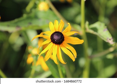 Close Up Of A Single American Gold Rush Black-Eyed Susan Flower In Full Bloom In A Wisconsin Garden