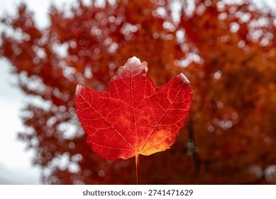 Close up of a single backlit red maple leaf with bokeh autumn background in Vancouver Canada