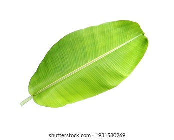 Close Up Single Big Banana Leaf Isolated On White Background, Light Green Leaves That Asians Often Use To Make Food Containers