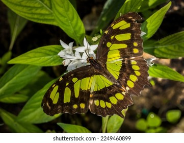 Close up of a single black and green Malachite butterfly (Siproeta stelenes biplagiata)  on white blossoms at the Butterfly Estates in Fort Myers Florida USA - Powered by Shutterstock