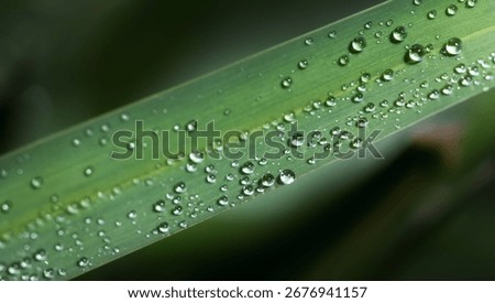 Close up of a single blade of grass with several water droplets glistening on its surface in the bright sunlight