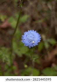 Close up of a single blue sheep's bit flower blooming in nature, selective focus on beautiful round purple wildflower with soft blurry background.