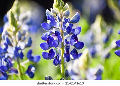 Close up of a single bluebonnet - Powered by Shutterstock