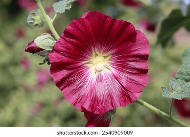 Close up of a single crimson hollyhock flower in a cottage garden - Powered by Shutterstock