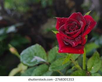 Close up of a single deep red rose with water droplets on petals