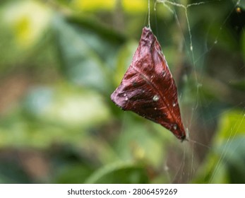 Close up of a single dry brown leaf hanging and caught in a thin spider web cobweb with a blurry soft natural green foliage background