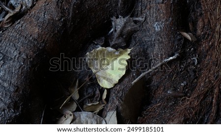 Close up of a single dry leave under the big tree roots