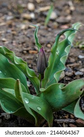 Close up of a single flower of a tulip plant beginning to emerge. Unique curvy leaves on the plant. 
