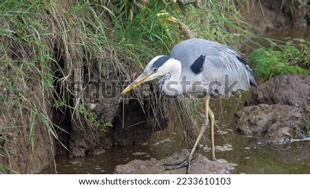 close up of a single grey heron (Ardea cinerea) hunting on a muddy river bank ストックフォト © 