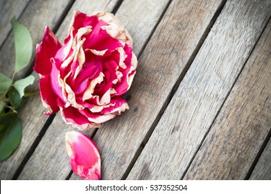 Close up of single half-blooming, half withered red, magenta rose with white stripes, still vivid colors, on wooden rustic table, selective focus, space for text
