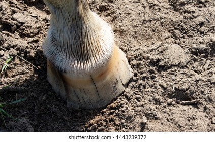 Close up of a single horse's hoof with splits, cracking, flarring and chips