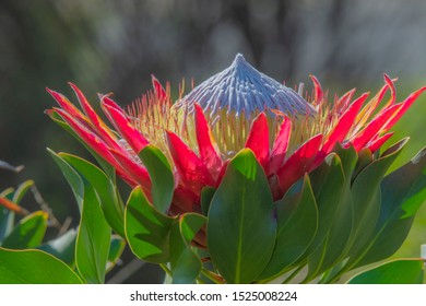 Close up of Single King protea bloom, Protea cynaroides, clearly showing white centre of bloom and green leaves to foreground against blurred background, South Africa
