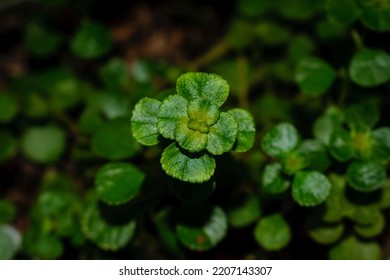 Close Up Single Leaf Green Pilea Depressa Or Baby Tears Plants