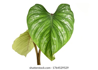 Silver Philodendron Hd Stock Images Shutterstock