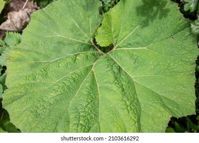 close up of a single leaf of Wild rhubarb or butterbur (Petasites vulgaris) on a natural green hedge background
