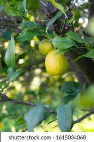 close up of single lemon  hanging from a tree.  shot  vertical for copy space  soaking up the evening  sun ,greenery in the background