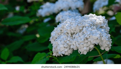 Close up of a single, multi stemmed Hydrangea arborescens, commonly known as Smooth Hydrangea