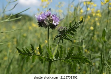 Close up of single Phacelia tanacetifolia (lacy phacelia, blue tansy or purple tansy) plant on field. It used as cover crop, a bee plant, green manure and  ornamental plant.