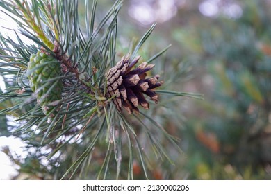 Close up of a single pine cone in a pine tree   