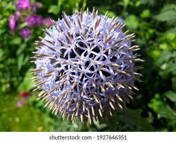 Close up of a single purple allium flower