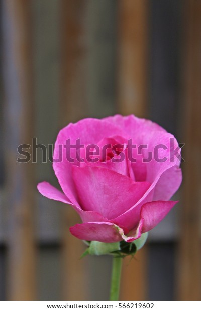 Close Single Purple Love Song Rose Stock Photo Edit Now 566219602