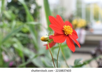 Close Up Of A Single Red Flower Against A Blurred Background In The Temperate Zone, Royal Botanic Gardens, London