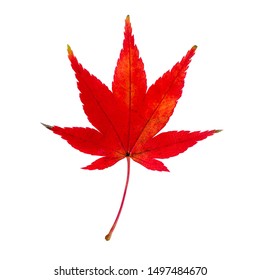 Close up of a single red maple leaf isolated in front of white background