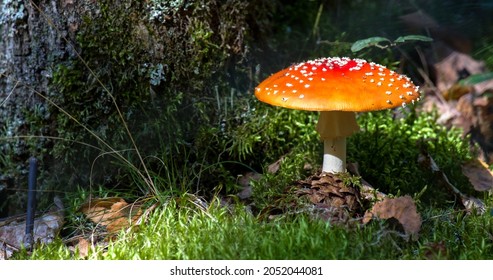 Close up of single red toadstool mushroom in the forest.
