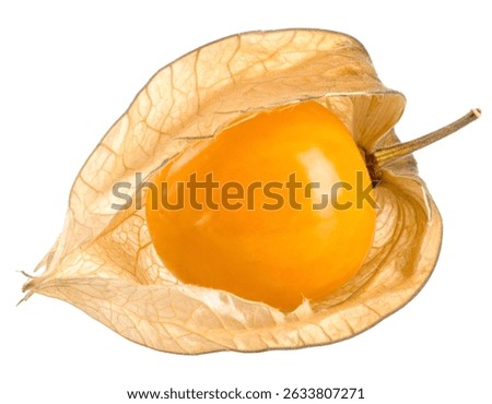 Close up of a single, ripe physalis fruit with its papery husk partially open, isolated on a transparent background