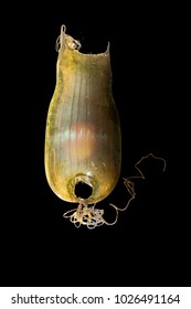 Close Up Of A Single Shark Egg