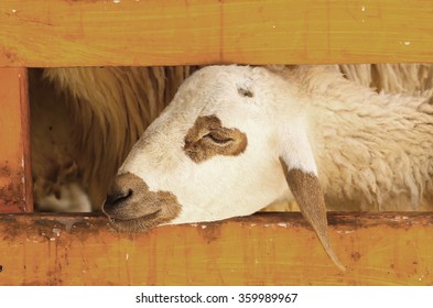 close up single sheep looking at camera in the zoo