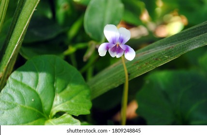 Close Up Of A Single Small Flower Of Native Violet (Viola Hederacea Or Banksii), Native To Australia