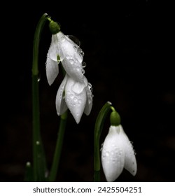 Close up of a single snowdrop