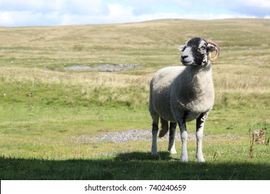 Close up of a single Swaledale Sheep in the sunlight, with empty green moorland behind.