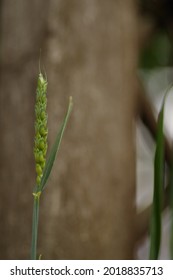 Close Up Of Single Wheat Stalk, In Front Of Blurred Wooden Post