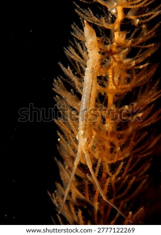 close up of a Skeleton or Ghost Shrimp on a hydroid known as a Bottle brush Hydroid