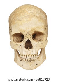 close up of a skeleton on white background with clipping path
