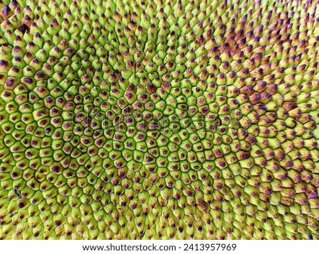 Close up skin of a jackfruit, green, spiny and blunt