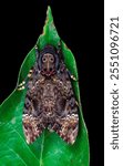 close up of skull moth on black background