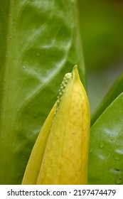 Close Up Of Skunk Cabbage.