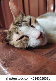 Close Up Sleeping Cat On Old Red Plastic Chair.