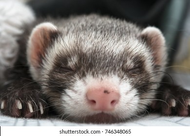 587 Sleeping Ferret Images, Stock Photos & Vectors 