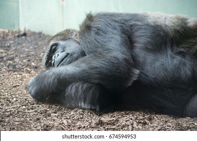 close up of a sleeping gorilla 