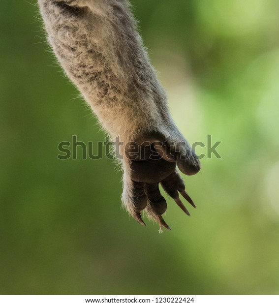 Close Sleeping Koala Paw Tree Green Stock Photo 1230222424 | Shutterstock