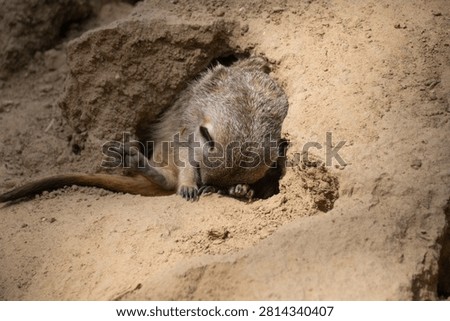 Close up of a sleeping Meerkat